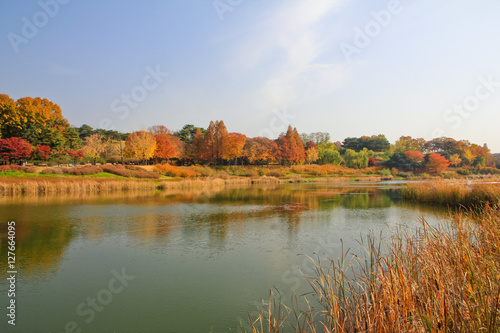 the lake imbued with the autumn maple leafs / A view of the lake imbued with the autumn maple leafs in Seoul Korea 