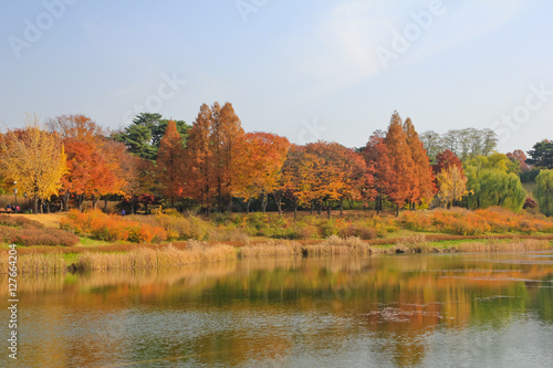the lake imbued with the autumn maple leafs / A view of the lake imbued with the autumn maple leafs in Seoul Korea 