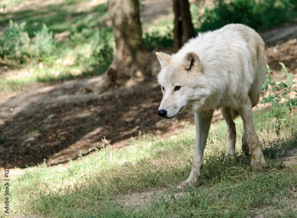 white arctic Wolf in a summer forest white arctic Wolf in a summer forest
