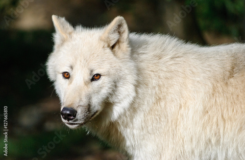 white arctic Wolf close up portrait