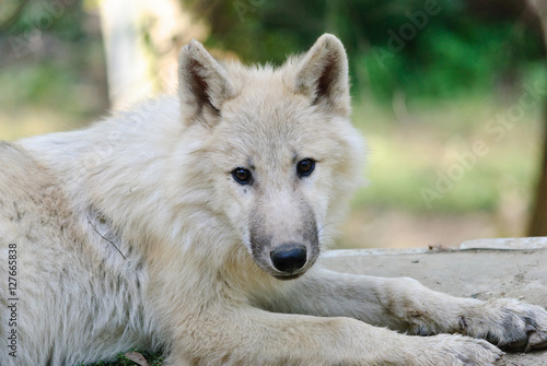 lying young white arctic Wolf an dlooking into camera