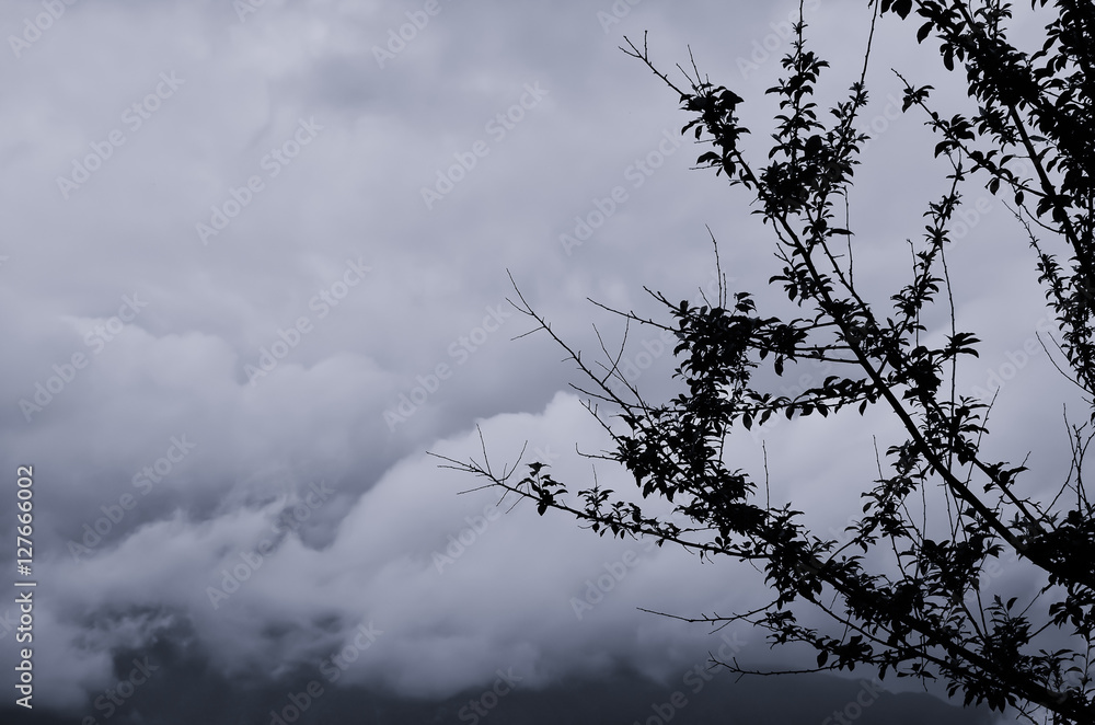 Light blue toned image of mountain cloud with plant silhouette in the foreground. Light blue toned image of mountain cloud with plant silhouette in the foreground.