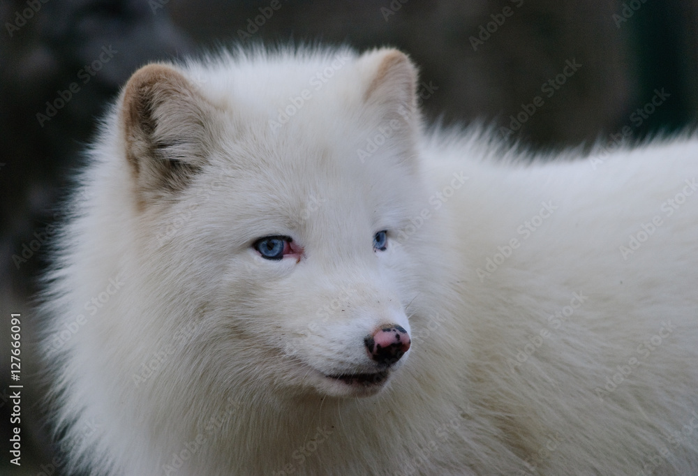 white polar fox closeup photo