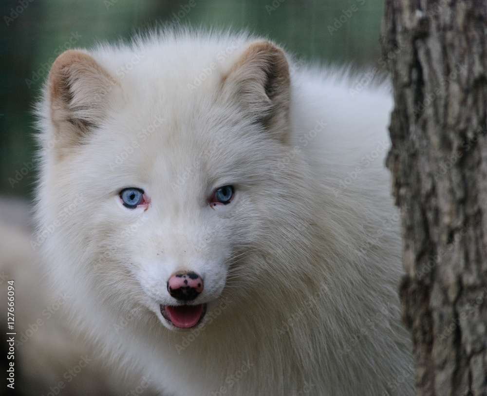 white polar fox with blue eyes hidden behind a tree