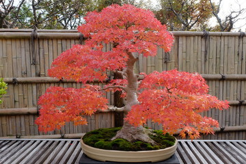Acrylglasbilder Bonsai Japanischer Ahorn-Bonsai im Herbst  © dukeito