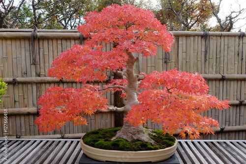 Japanese maple bonsai in autumn