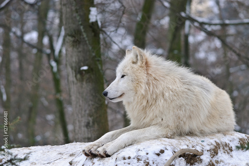 white Wolf lying on the snow in a forest