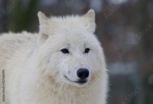 winter close up portrait of white wolf