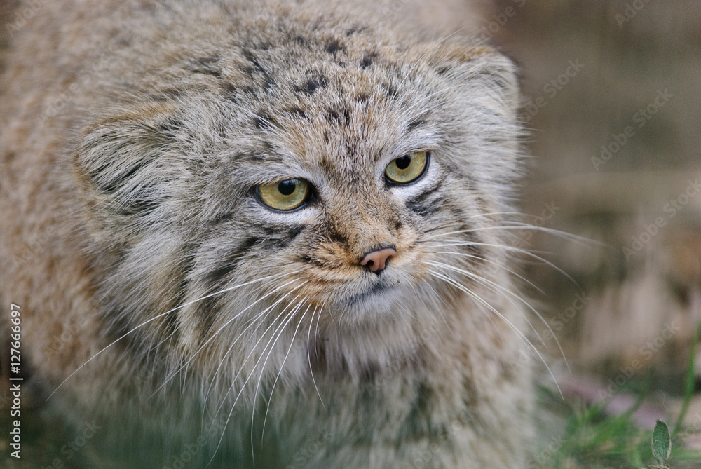 Obraz premium close up portrait of wild cat manul
