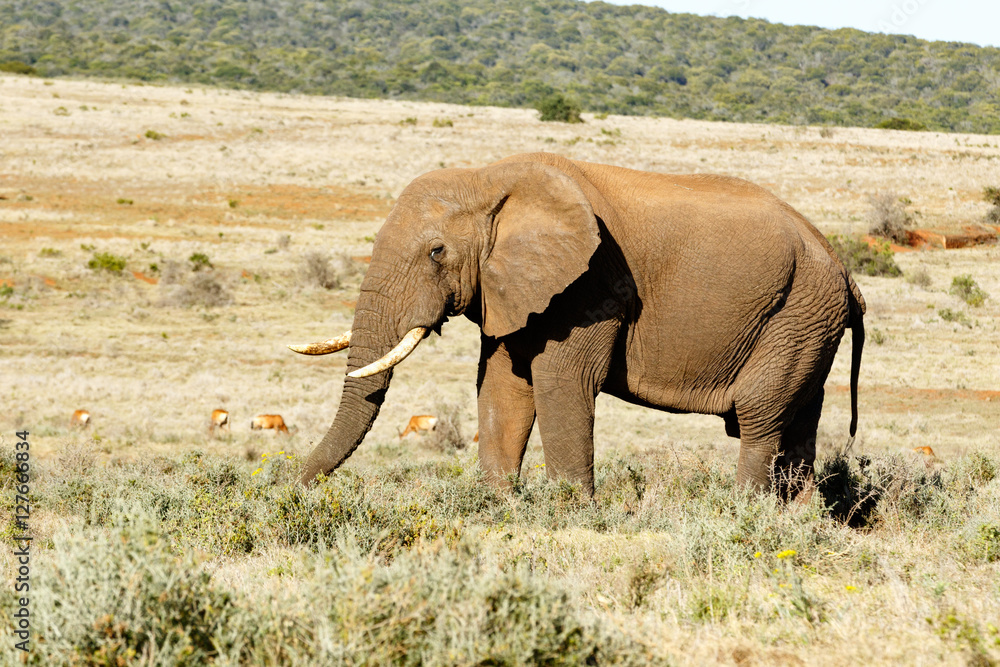 African Elephant standing in a filed. African Elephant standing in a filed.