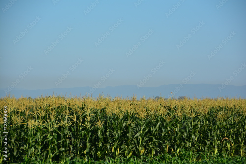 Corn field natural backdrop Corn field natural backdrop