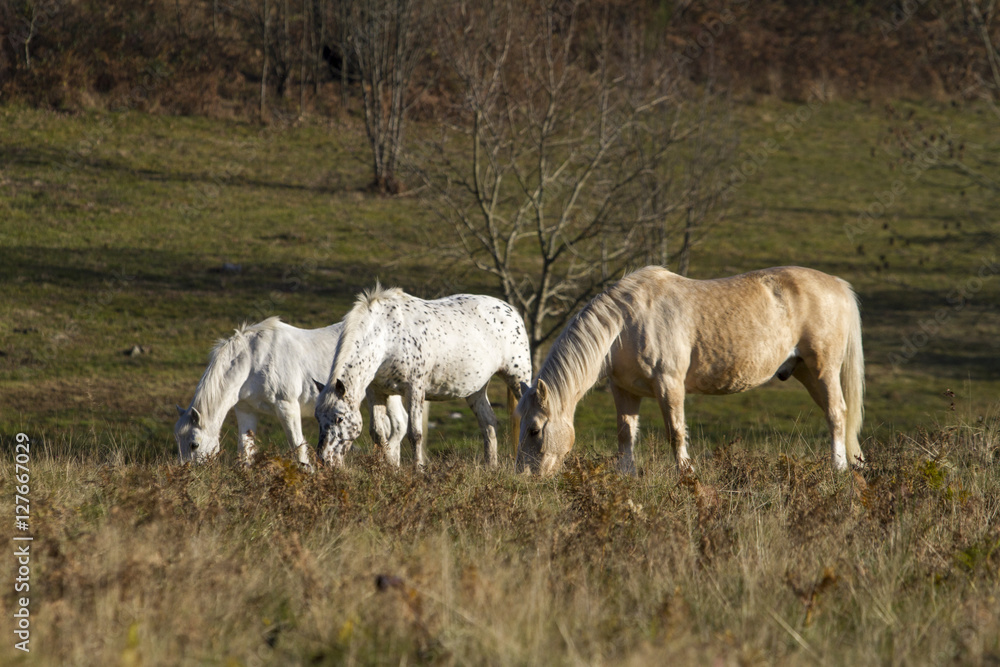 cavalli liberi al pascolo in campagna in autunno cavalli liberi al pascolo in campagna in autunno