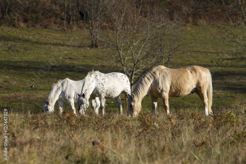 cavalli liberi al pascolo in campagna in autunno