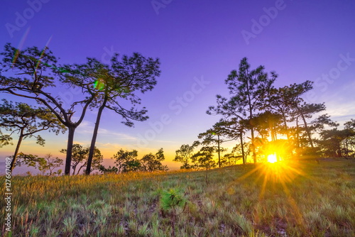 sunbeams through pine tree