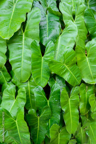 Green leaf heart shape in garden