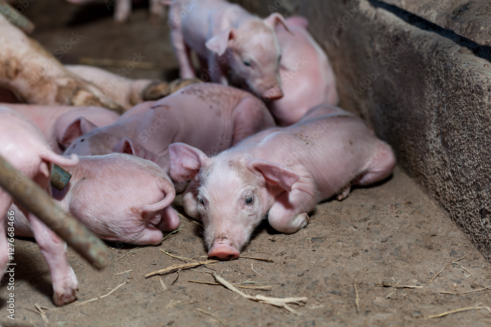 Newborn piglet Lying on the cement floor in the pigsty. Newborn piglet Lying on the cement floor in the pigsty.