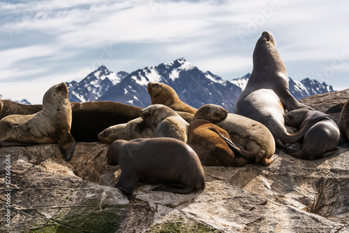 Sea lions on isla in beagle channel near Ushuaia (Argentina)