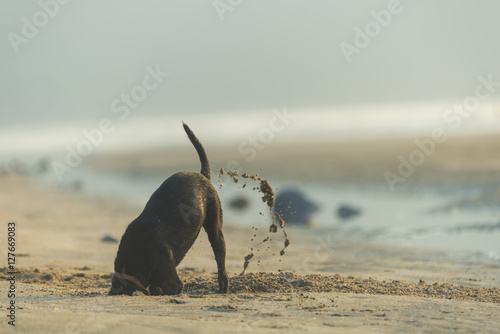 Photography Dog diging sand on the beach