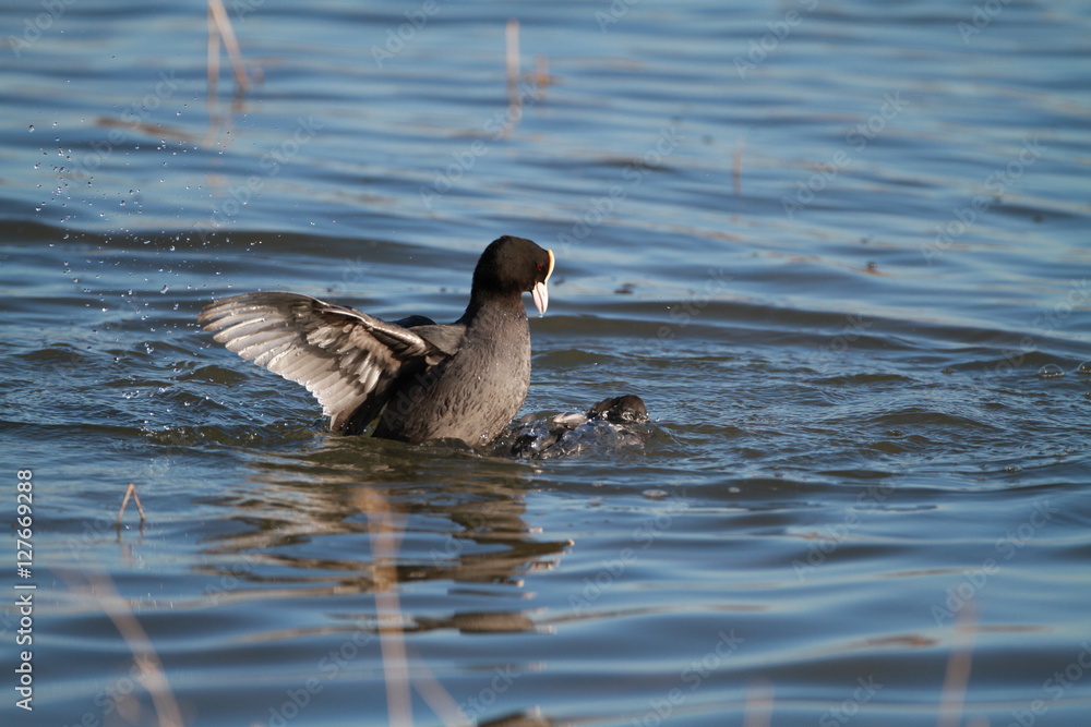 Fototapeta premium Coots fighting