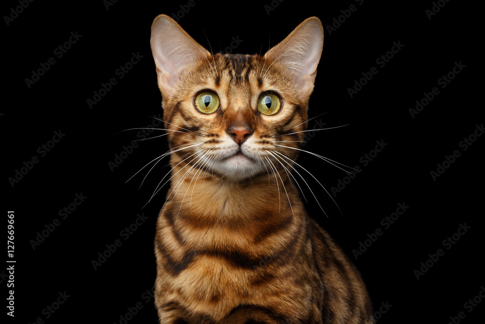 Closeup portrait of Gold Bengal Cat with rosette Looking in Camera Curiously on Isolated black background