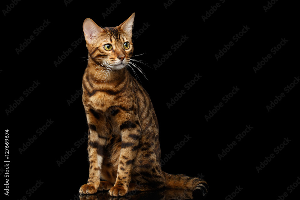 Obraz premium Gold Bengal Cat with rosette Sitting on Isolated black background with reflection