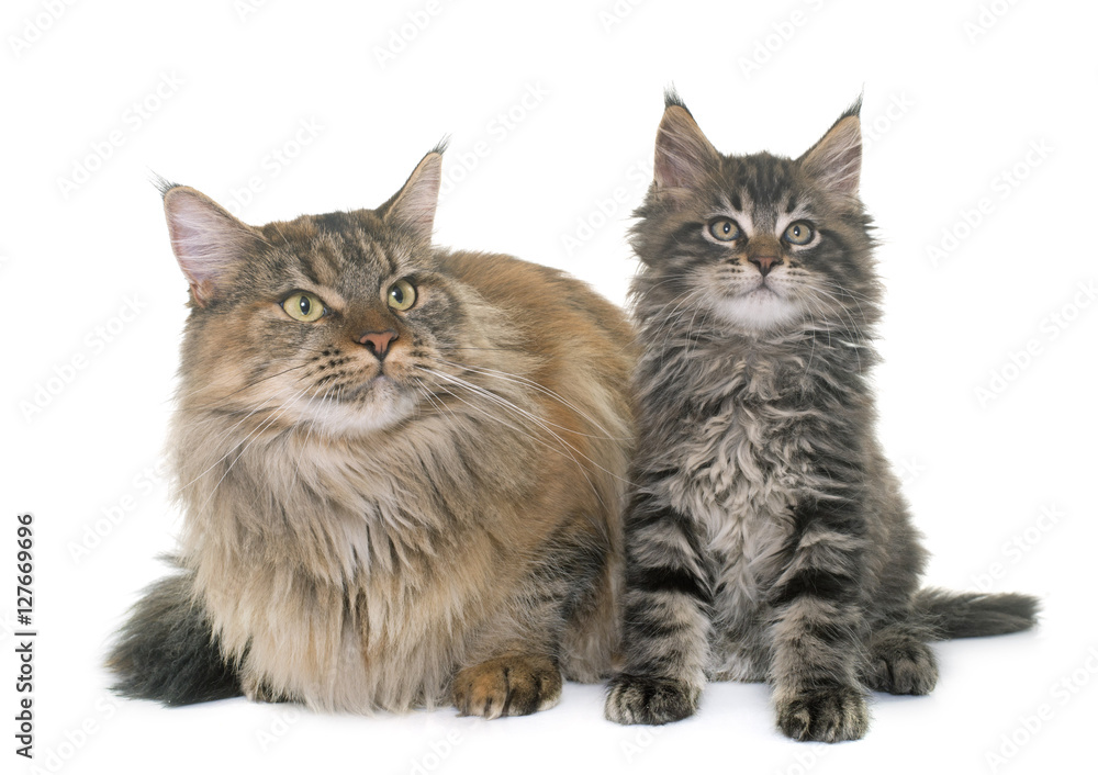 maine coon cat and kitten