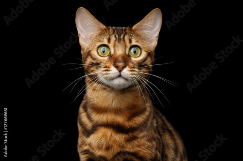 Closeup portrait of Gold Bengal Cat with rosette Looking in Camera Curiously on Isolated black background © seregraff