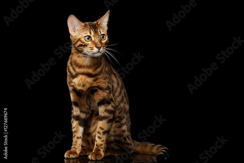 Gold Bengal Cat with rosette Sitting on Isolated black background with reflection