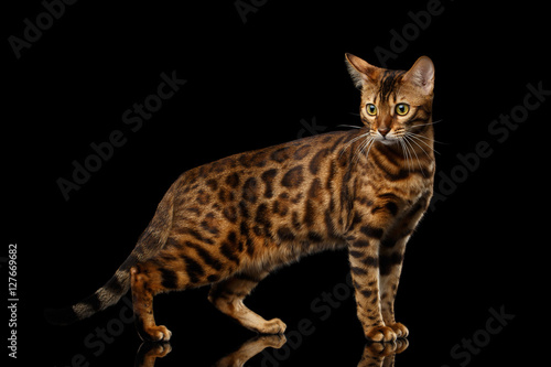 Adorable Gold Bengal Cat with rosette Standing on Isolated black background
