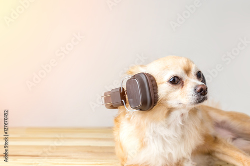 cute chihuahua dog listening to music in large leather dark wireless headphone on wooden floor