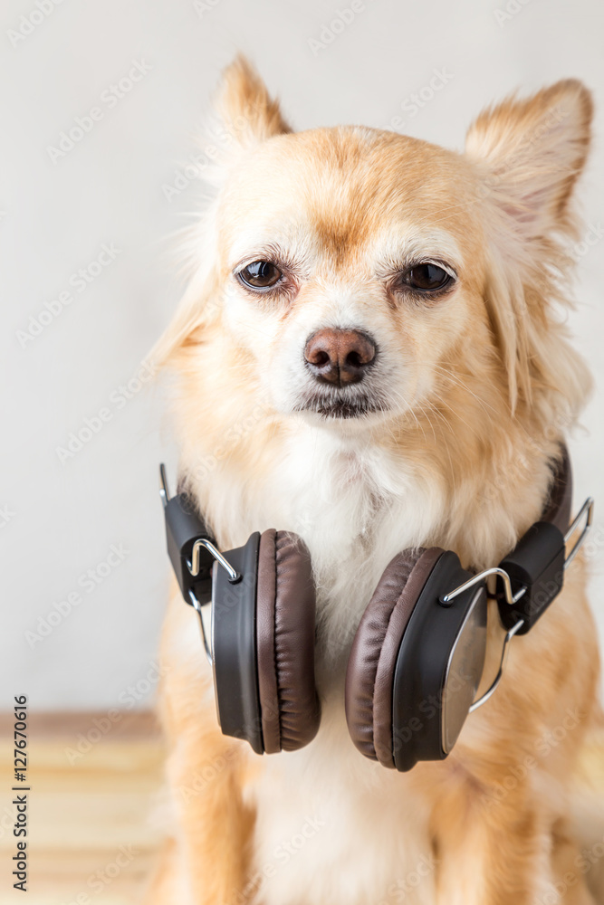 Cute Dog Wearing A Pair Of Headphones And Listening To Music, Cute Puppy  Design, Cute Dog Lover  iPad Case & Skin for Sale by loonenzer