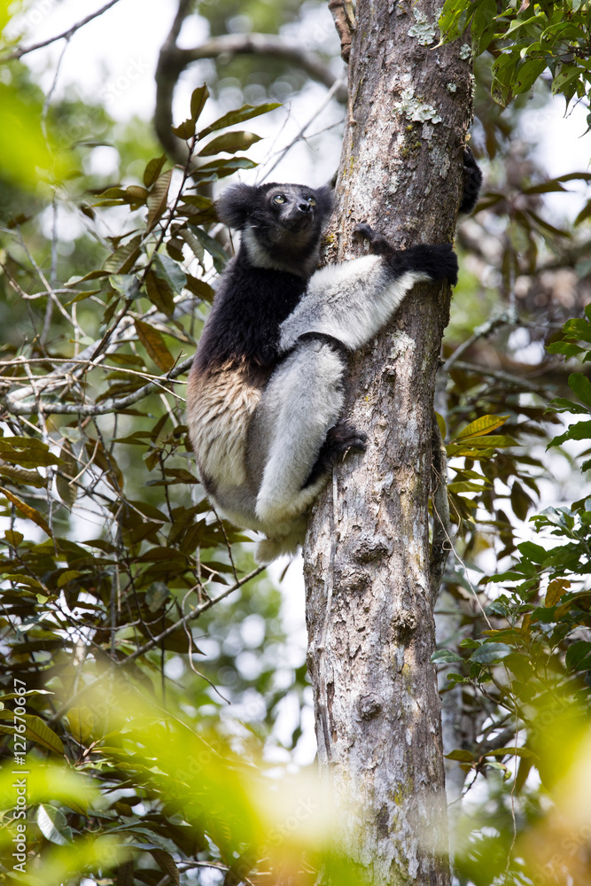 Fototapeta premium Indri, Indri indri, Madagascar in nature