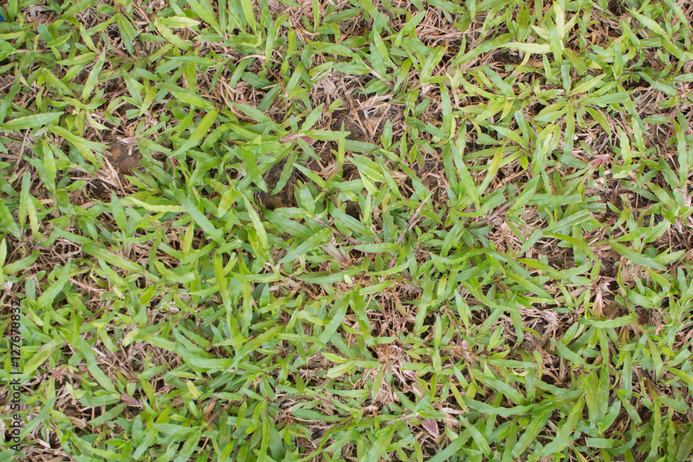 damage to green lawns damage to green lawns