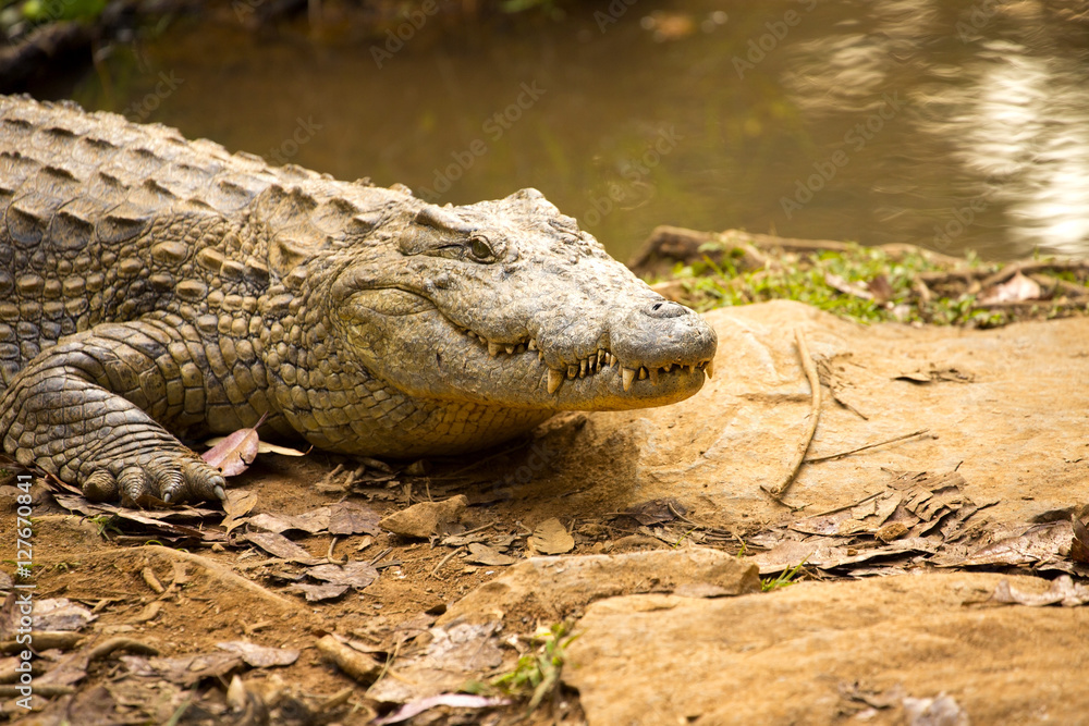 Portrait Madagascar Crocodile, Crocodylus niloticus madagascariensis, Madagascar Portrait Madagascar Crocodile, Crocodylus niloticus madagascariensis, Madagascar