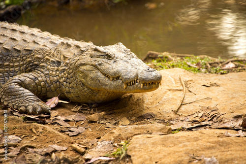 Portrait Madagascar Crocodile  Crocodylus niloticus madagascariensis  Madagascar