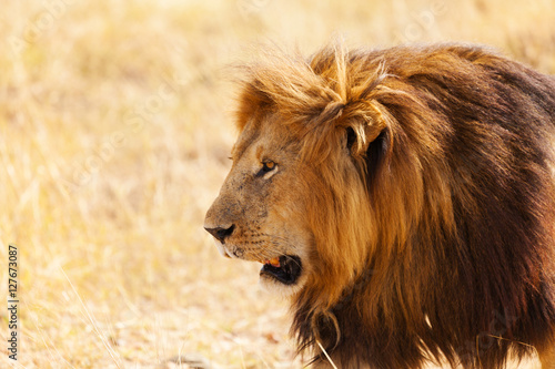 Portrait of lion with bushy mane in nature habitat © Sergey Novikov