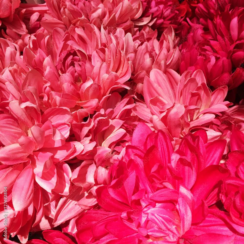 Bright pink flowers streaked with red