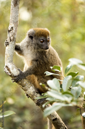Lesser bamboo lemur, Hapalemur griseus, in nature, Madagascar © vladislav333222