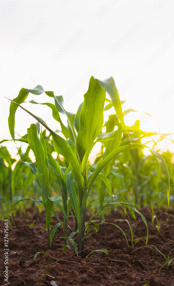 Row of corn crop in cultivated field with background sunlight Row of corn crop in cultivated field with background sunlight