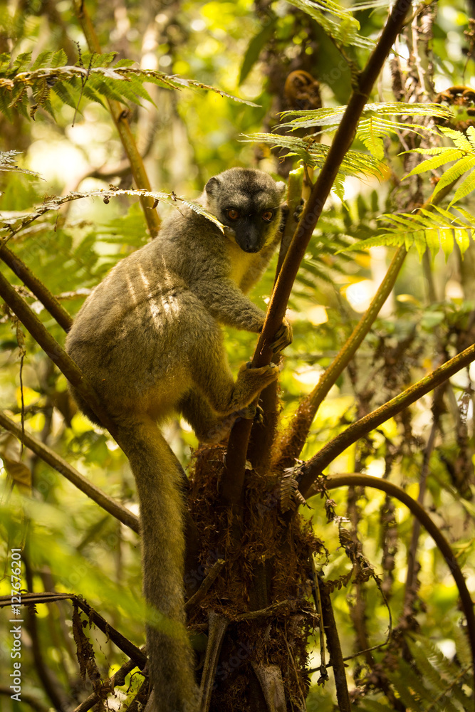 Obraz premium Common Brown Lemur, Eulemur fulvus, Madagascar