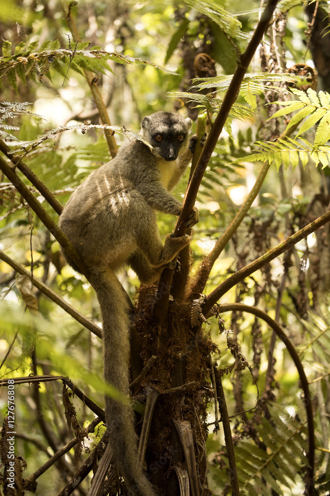 Obraz premium Common Brown Lemur, Eulemur fulvus, Madagascar