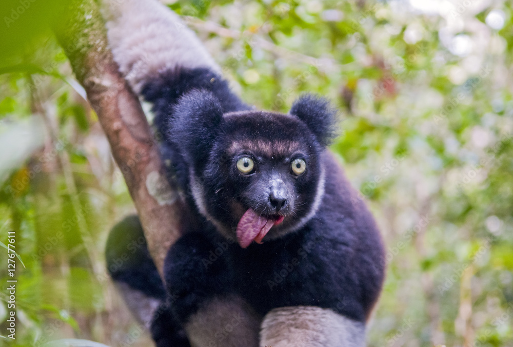 Indri, the largest lemur of Madagascar Stock Photo | Adobe Stock