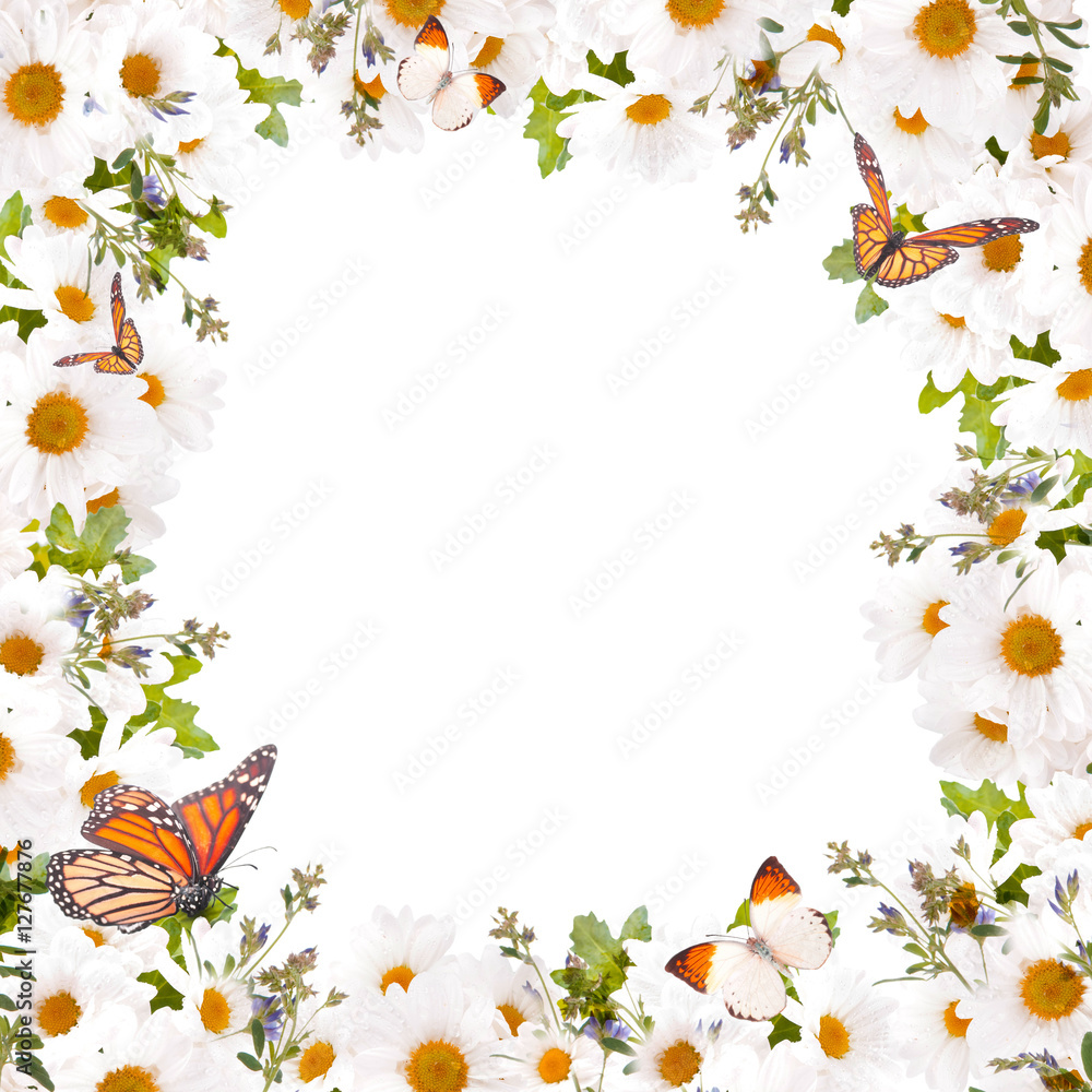 Beautiful daisies and butterfly, flower, floral background Beautiful daisies and butterfly, flower, floral background