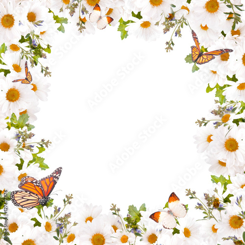 Beautiful daisies and butterfly, flower, floral background