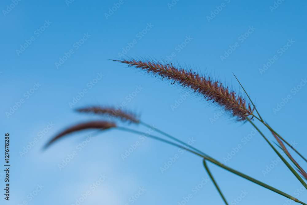 Obraz premium Grass flower and sky