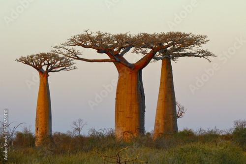 Obraz na plátně Sunset in Baobab Alley - Madagascar
