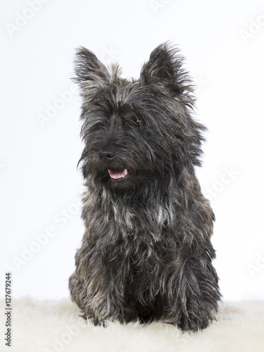 Canvas Print Cairn terrier portrait. Image taken in a studio.