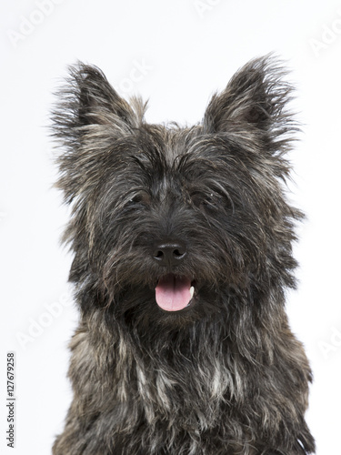 Cairn terrier portrait. Image taken in a studio.