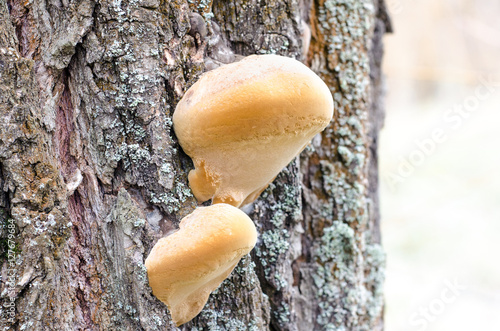 Tinder fungus on a tree in autumn willow
