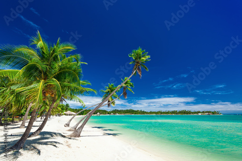 Palm trees over white beach on a a Plantation Island  Fiji